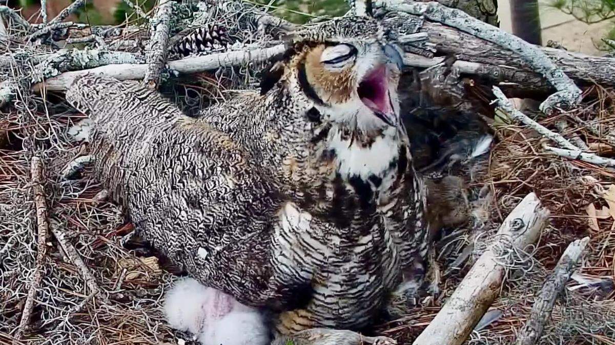 Great horned owl mamma, Bayley, with her two owlets on Sunday, Feb. 11, 2024.