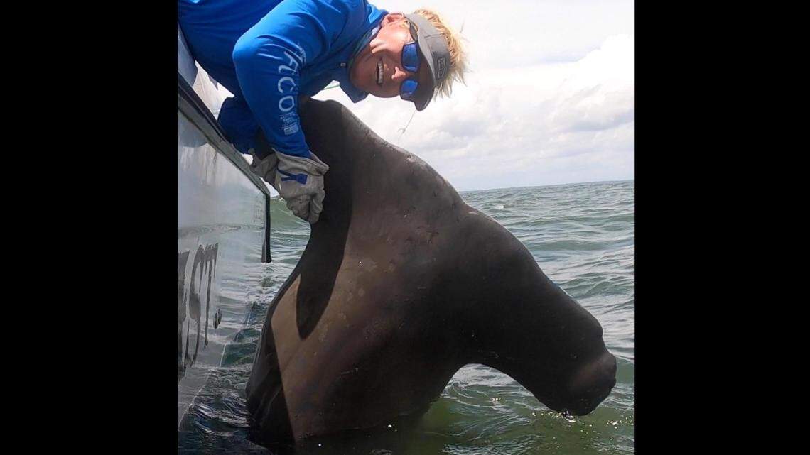 ‘Once in a lifetime fish’: Hilton Head charter captain tags massive hammerhead shark