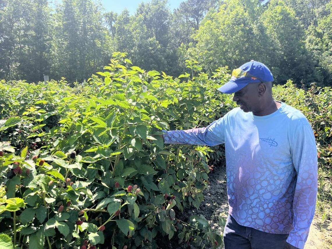Roy Green checks over his blackberrry crop at Simply Green Farm in Seabrook on Thursday. Customers come to the farm north of Beaufort to pick the berries themselves. Green also sells blacberries at the Port Royal Farmers’ Market and to the Gullah Farmers Cooperative.