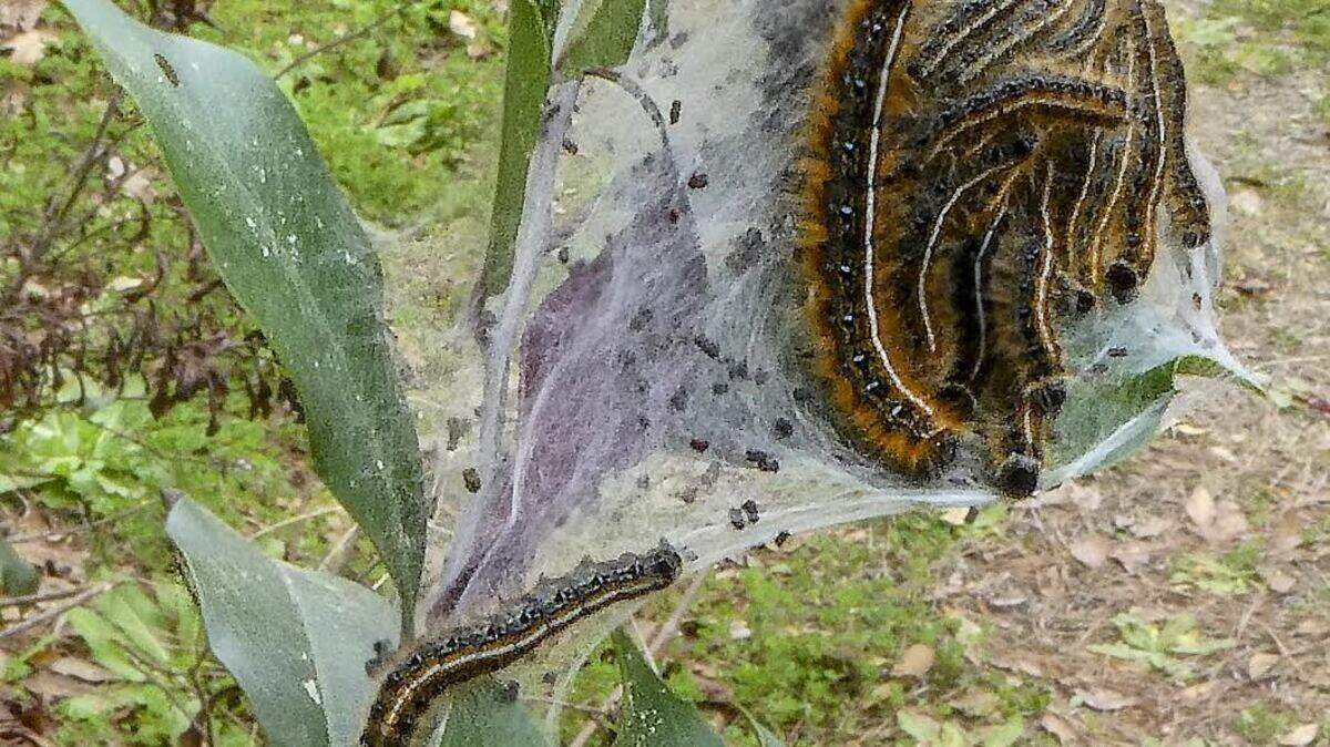 The tent caterpillar arrives with the Lowcountry spring. Despite some homeowner worries, they don't do permanent damage to trees.