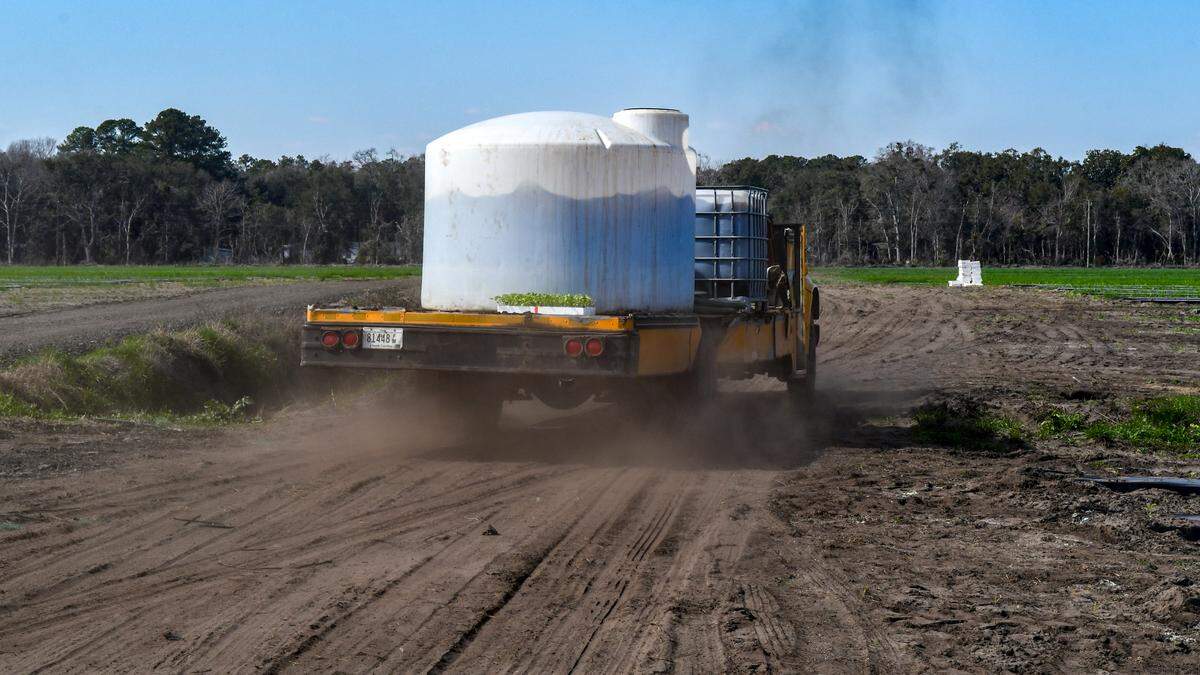 A former school bus makes an amazingly large flatbed truck that can hold the weight of hundreds of gallons of a combination of water and fertilizer as watermelon seedlings are planted on Feb. 25, 2025, at Coosaw Farms on St. Helena Island.