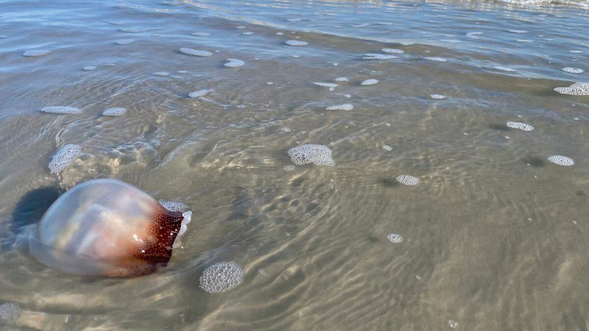 A cannonball jellyfish washed ashore on Hilton Head Island.