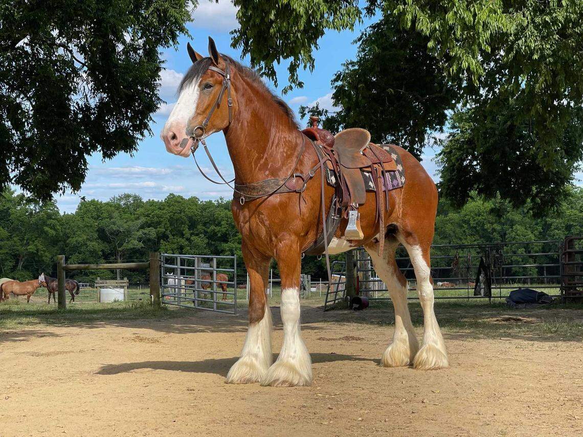 Woody is a 4-year-old Clydesdale who was donated to Lawton Stables by the owners of Woody’s Sunglass Shop on Hilton Head.