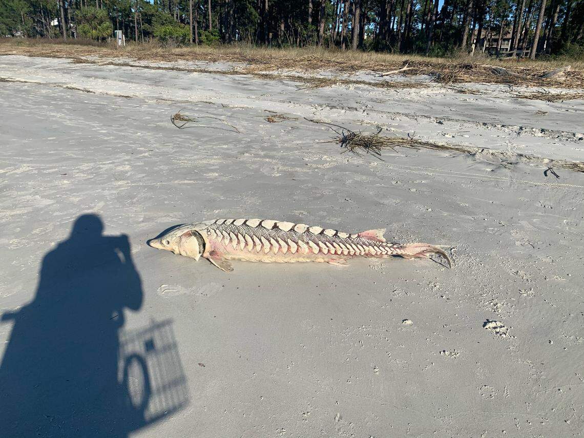 An Atlantic sturgeon found on Hilton Head Island’s South Beach on Dec. 2.