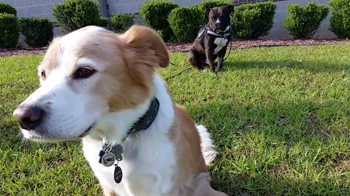 Spanky, foreground, a Norwegian duck tolling-retriever mix, and C.T., a pitbull-bulldog mix, are accompanying veterans Dan Spangler and Joe Trainor Jr. on a cross-country mission to raise money to help veterans in financial hardship maintain pet ownership, which they have found to be therapeutic.