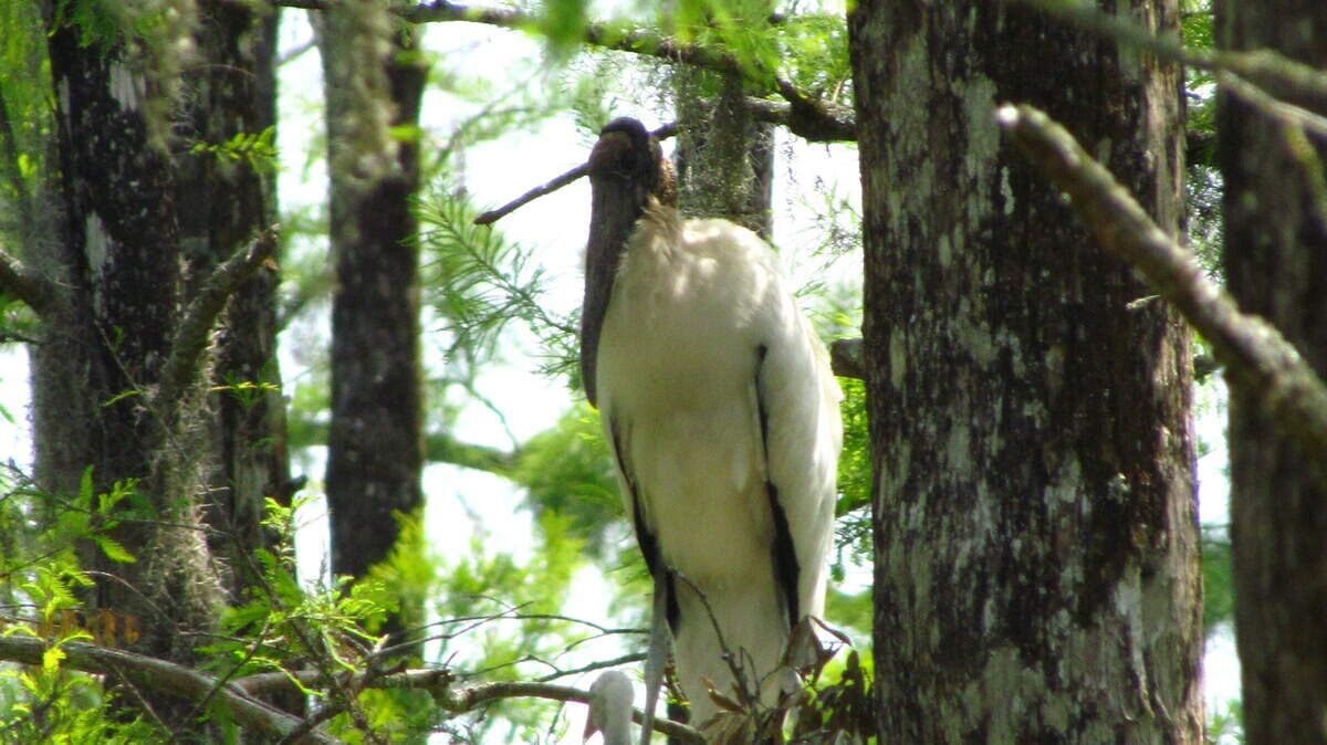 Watchful mother and protected chick: Nesting woodstorks are the main attraction at Dungannon Plantation Heritage Preserve in South Carolina and their noisy rookery can be heard for quite a distance.