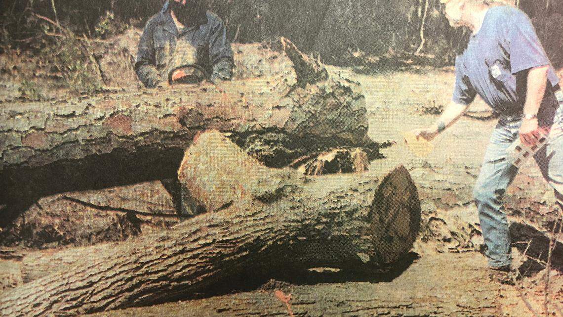What happened to the massive trees cut down to make way for the Cross Island Parkway?