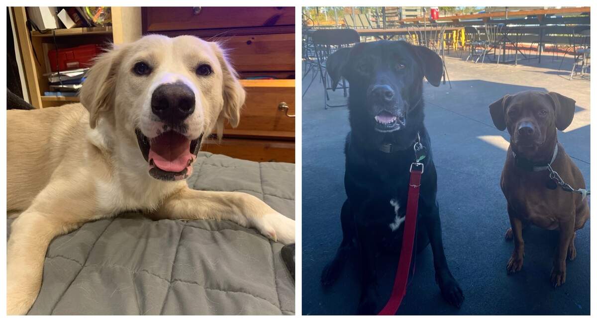 Atticus, left, and Buddy and Brady have dishes named for them on the dog menu at Southern Barrel Brewing Co. in Bluffton.