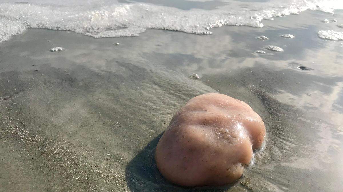 Sea Pork is a member of the tunicate family and can be found on beaches along the each coast. This one was on Hilton Head Island.