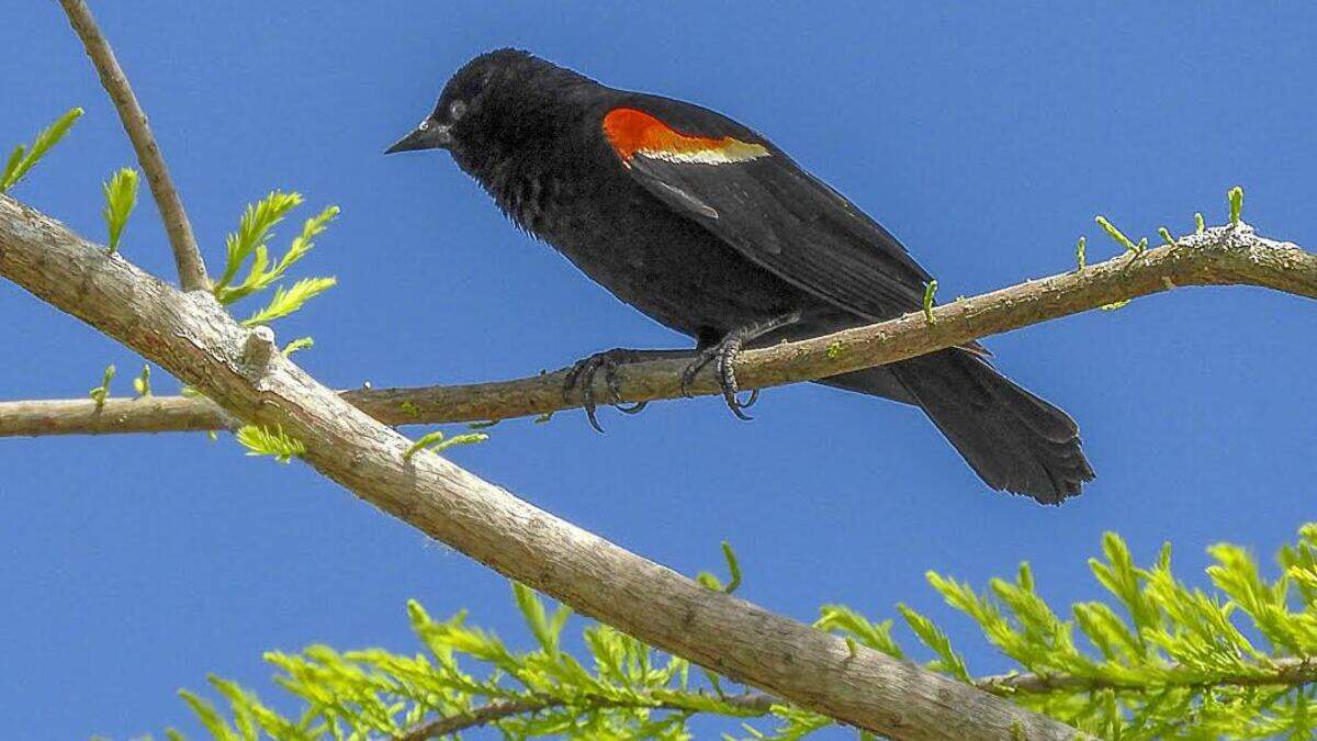 Red-wing Blackbirds are common across most of North America. They breed in marshes and other wetlands, but you’ll also see them foraging over fields, pastures, and golf courses, and perched prominently on telephone wires in open farmland.