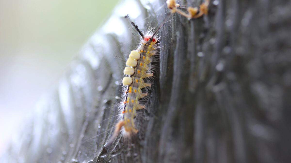 A live oak tussock moth caterpillar, captured at Mitchelville Freedom Park on Hilton Head Island.