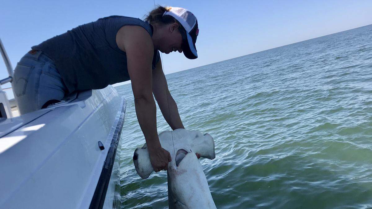 Donna Malone holds a scalloped hammerhead caught and released off the Hilton Head coast April 28, 2018.