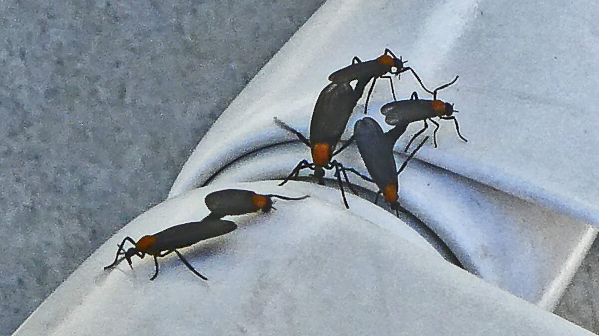 Mated lovebugs may stay attached for two to three days.