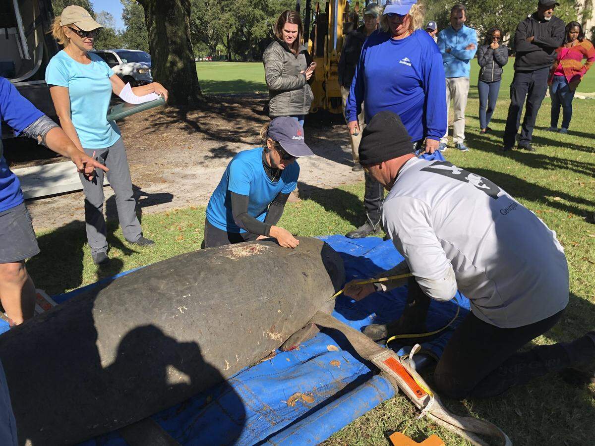 Wilson, a 856-pound manatee, was rescued from a lagoon Palmetto Dunes in Palmetto Dunes on Nov. 1. She is being cared for at Sea World in Orlando before being released back into the wild.