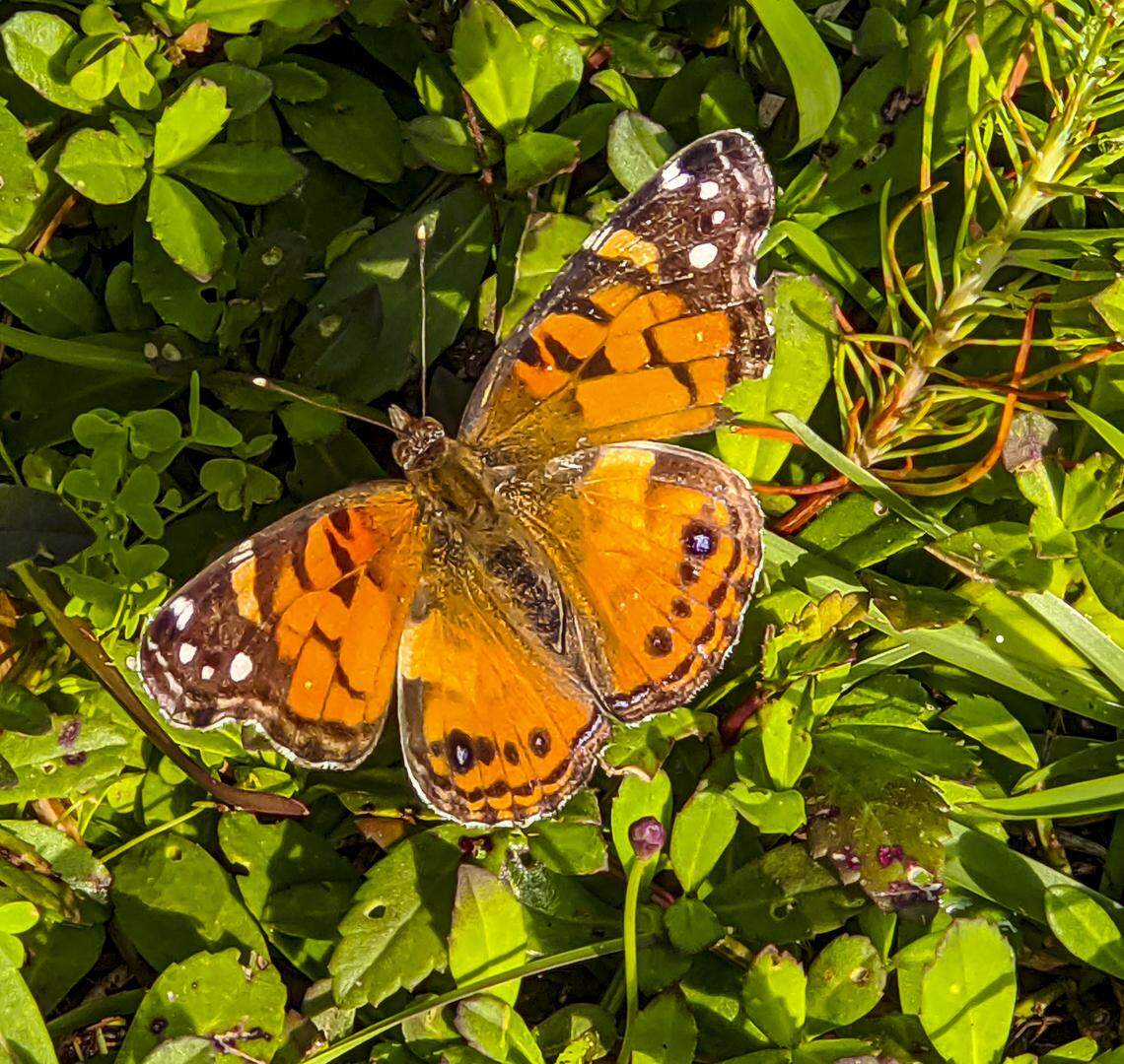 The American painted lady butterfly is a common visitor to Lowcountry lawns and gardens.