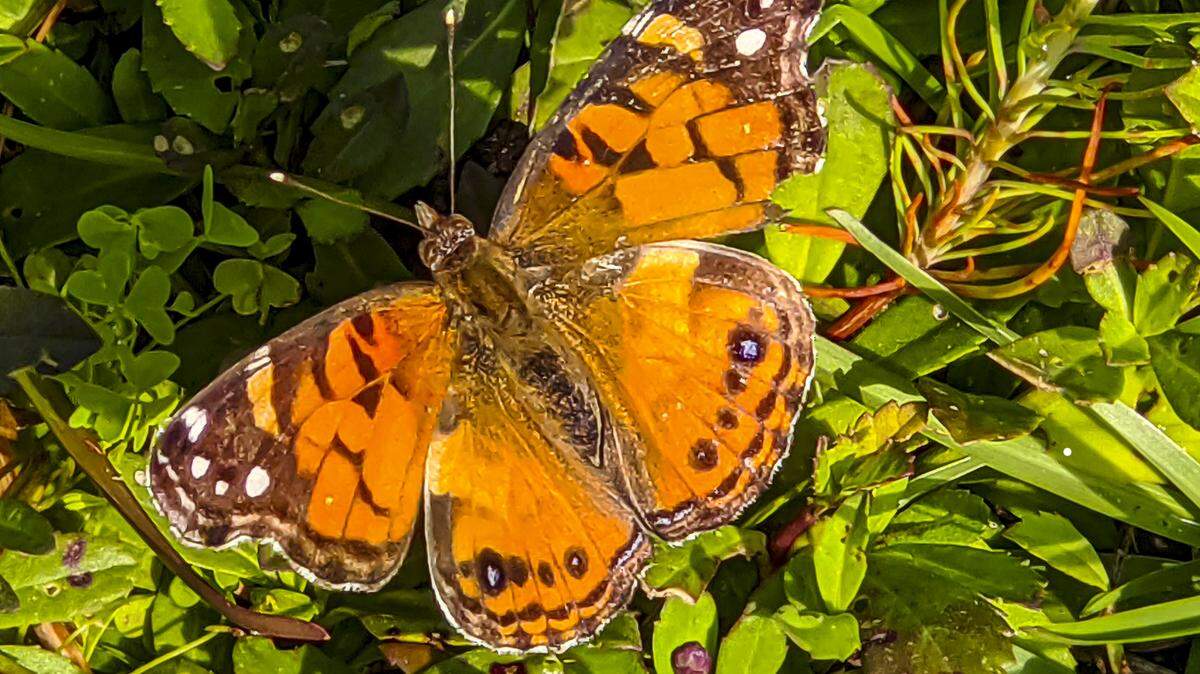 The American painted lady butterfly is a common visitor to Lowcountry lawns and gardens.