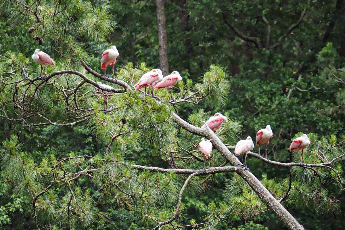 Roseate spoonbills rest on a tree branch at a rookery near Indigo Run on Hilton Head Island. These pink-feathered beauties are originally from Florida, but climate change has driven them to expand up the coast in recent years.