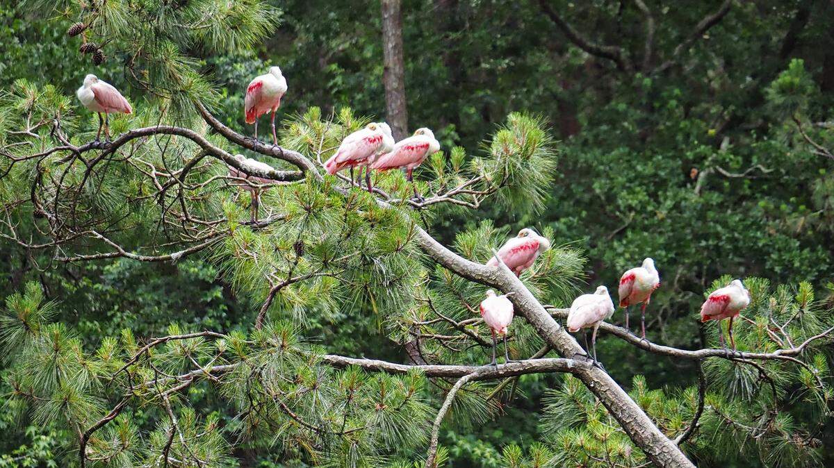 Roseate spoonbills rest on a tree branch at a rookery near Indigo Run on Hilton Head Island. Indigo Run residents are raising alarm about a proposed townhome development near the rookery, which they say will drive birds away.