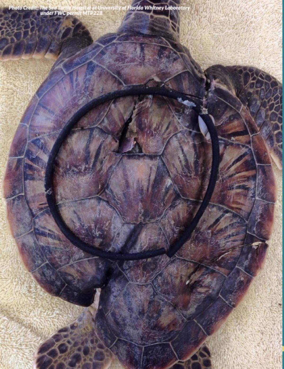 A sea turtle hatchling, previously trapped by an elastic hair band, set free. This photo is featured in Oceana’s 2020 study “Choked, Strangled, Drowned: The Plastics Crisis Unfolding in Our Oceans.”
