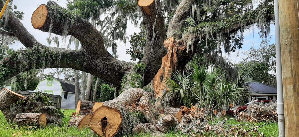 Cleanup continues in Port Royal more than two weeks after a tornado touched down in the community. This live oak on 10th street was among the casualties.