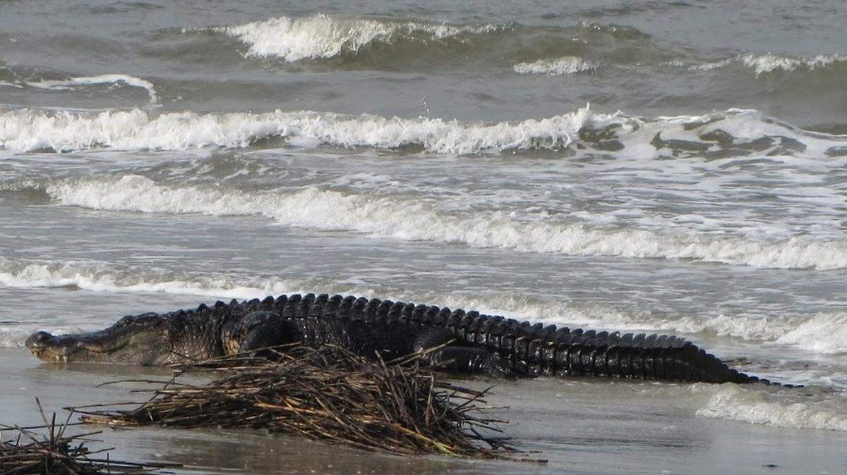 This alligator estimated to be 12 feet long, weighing in excess of 800 pounds and at least 45 years old swam out of the surf at South Beach on Hilton Head Island at mile marker 10 the morning of July 14, 2014. The alligator's fate is uncertain.