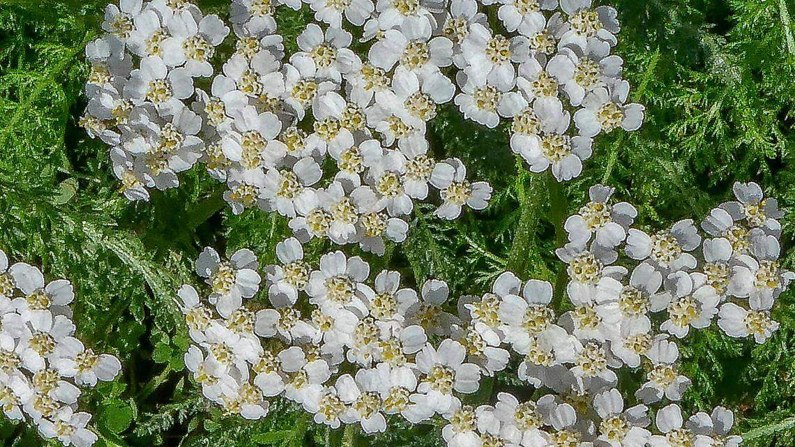 Yarrow is a common weed with an ancient history in folklore and traditional medicine.