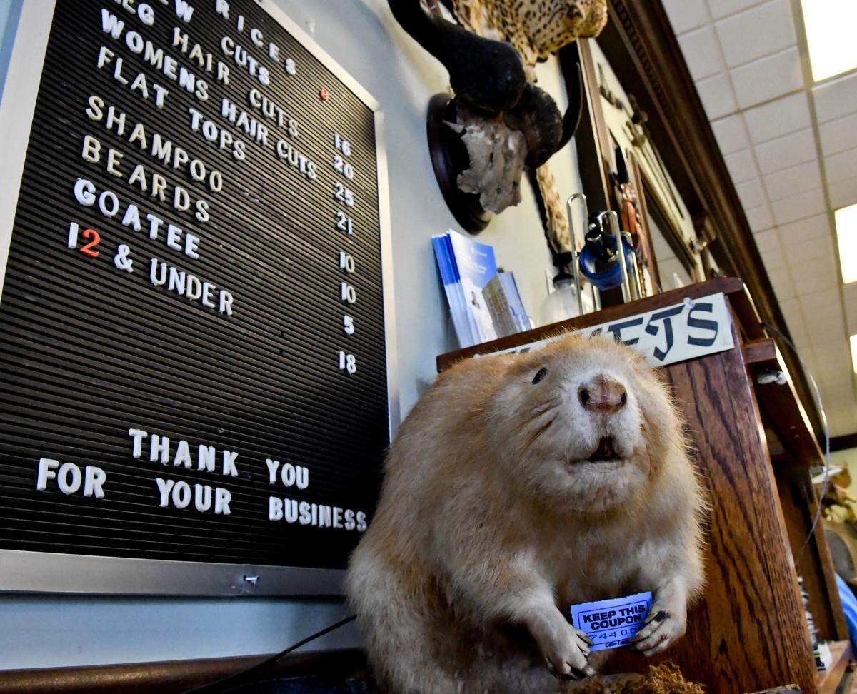 A beaver greets customers at The Barber Shop on Monday morning, instructing walk-ins to take a number to mark their place in line for a haircut or trim at the shop located on Mathews Drive.