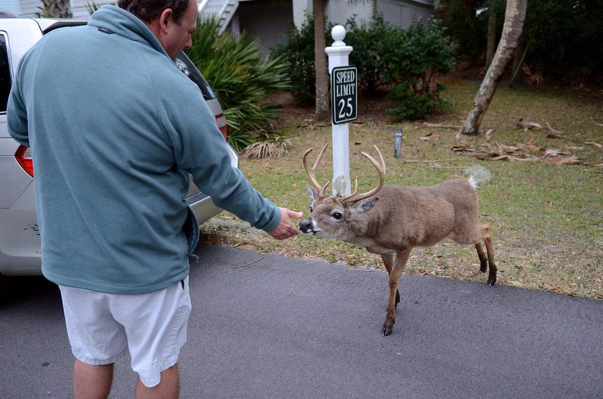Whit Suber, of Fripp Island, holds out his hand for a deer to smell on the island.