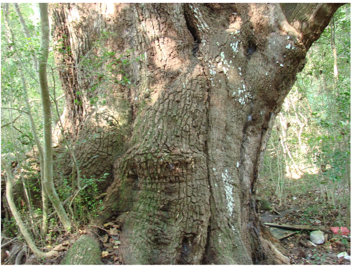 Pope Hunting Club Live Oak