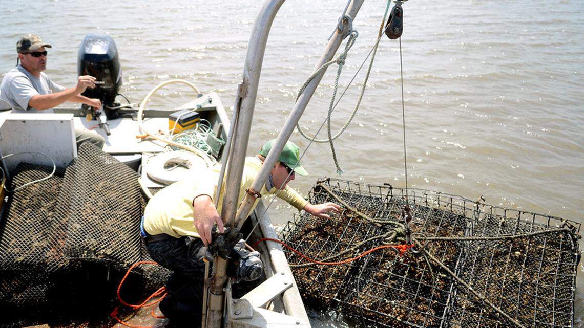 Frank Roberts looks on as Sean O'Connell pulls a cage filled with tubes of oysters from the Coosaw River on Thursday afternoon.  