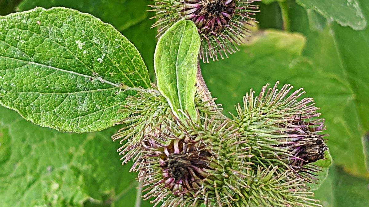 Burdock’s burs have tiny hooks that cling to passing animals, dispersing the seeds far and wide.