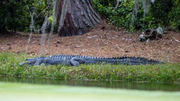 Bluffton man attacked officer who asked him to ‘leave the gators alone,’ cops say