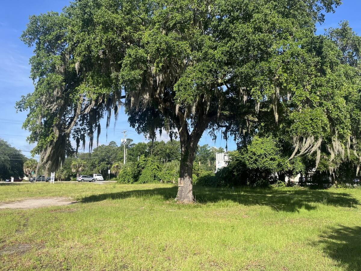 The developer of a proposed drive-through coffee shop on Sea Island Parkway in Port Royal says it would like to save this large oak in the middle of the property. But it says in the preliminary paperwork it filed about the proposal that it is struggling to meet the city’s tree protection requirements.