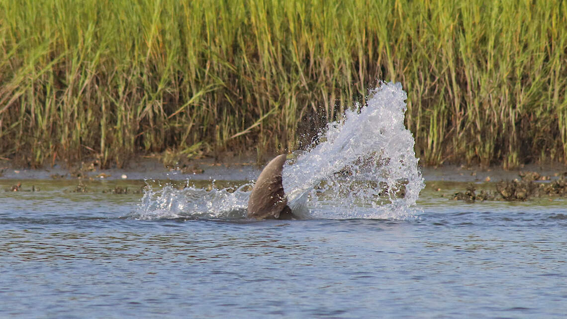 New dolphin species discovered along SC coast, study shows. What makes them unique