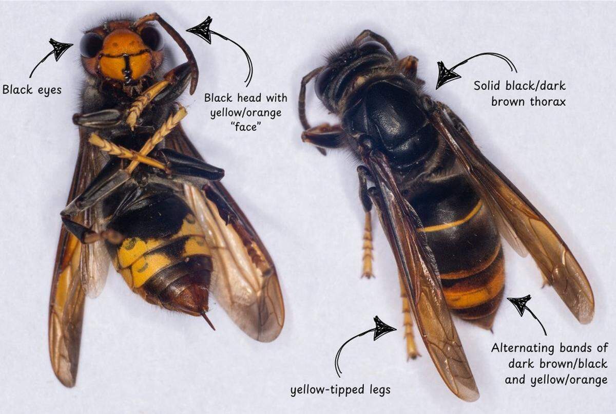 Yellow-Legged hornets are an invasive species that has been spotted across Beaufort County.