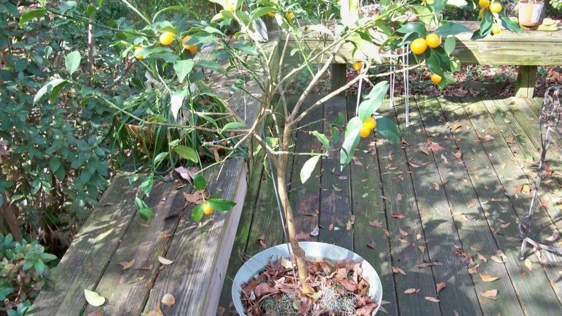 How to take care of citrus trees amid January's hard freeze