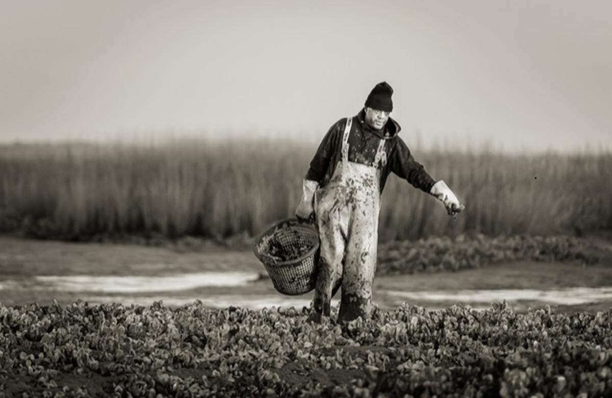 “The Oysterman”