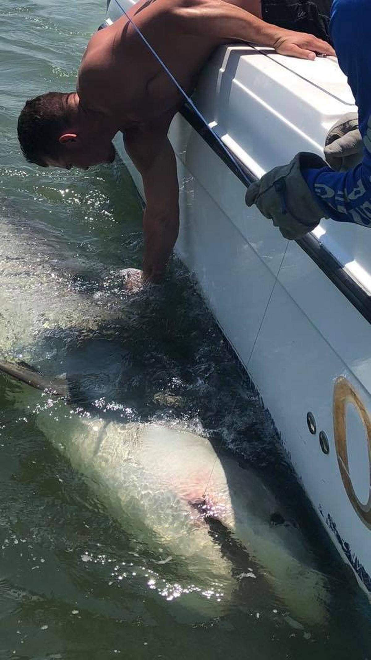 Outcast Sport Fishing charter caught a giant 13.5-foot tiger shark on Wednesday. Chip Michalove, charter captain, said Brandon (in photo) did most of the work reeling in the shark.