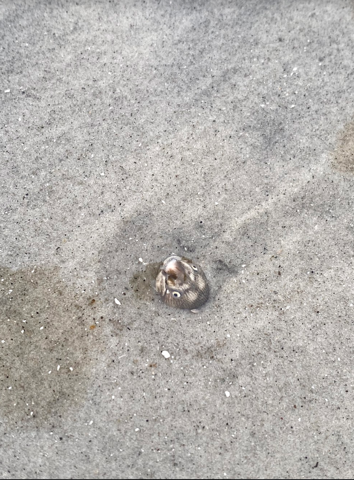 One of the likely shrimp eels that Joe Grondalski and Shannon Ruff found on Tuesday, June 29, 2021 on Hilton Head Island.