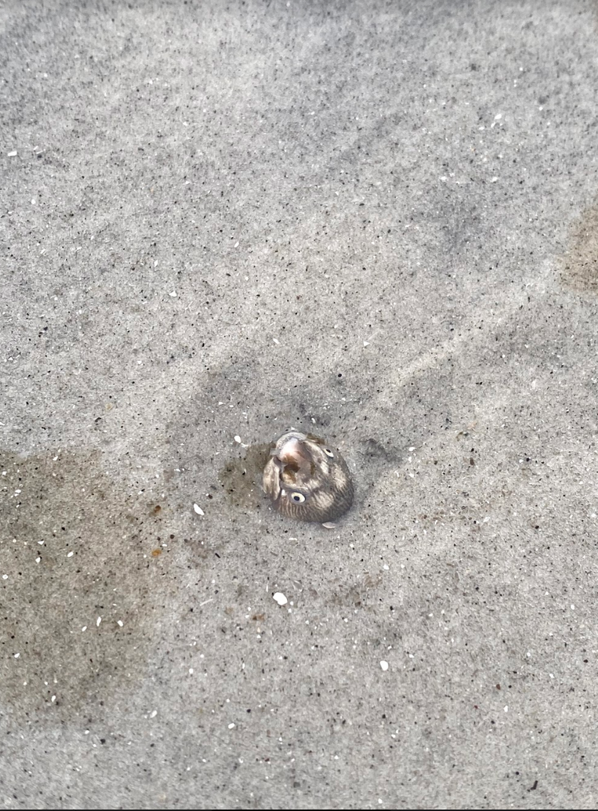 One of the likely shrimp eels that Joe Grondalski and Shannon Ruff found on Tuesday, June 29, 2021 on Hilton Head Island.