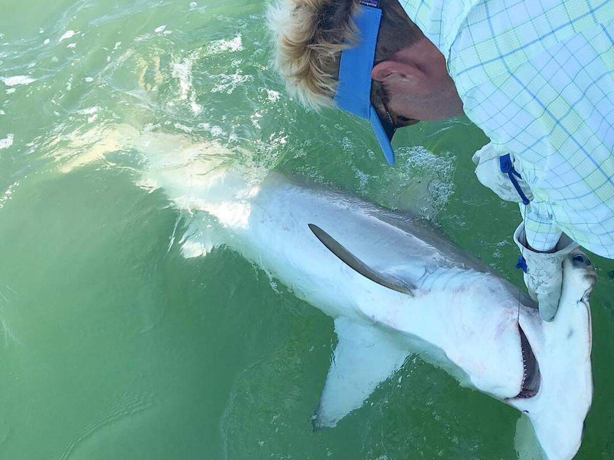 Charter Captain Chip Michaolve of Outcast Sport Fishing pulls in a scalloped hammerhead caught and released off the Hilton Head coast April 28, 2018.
