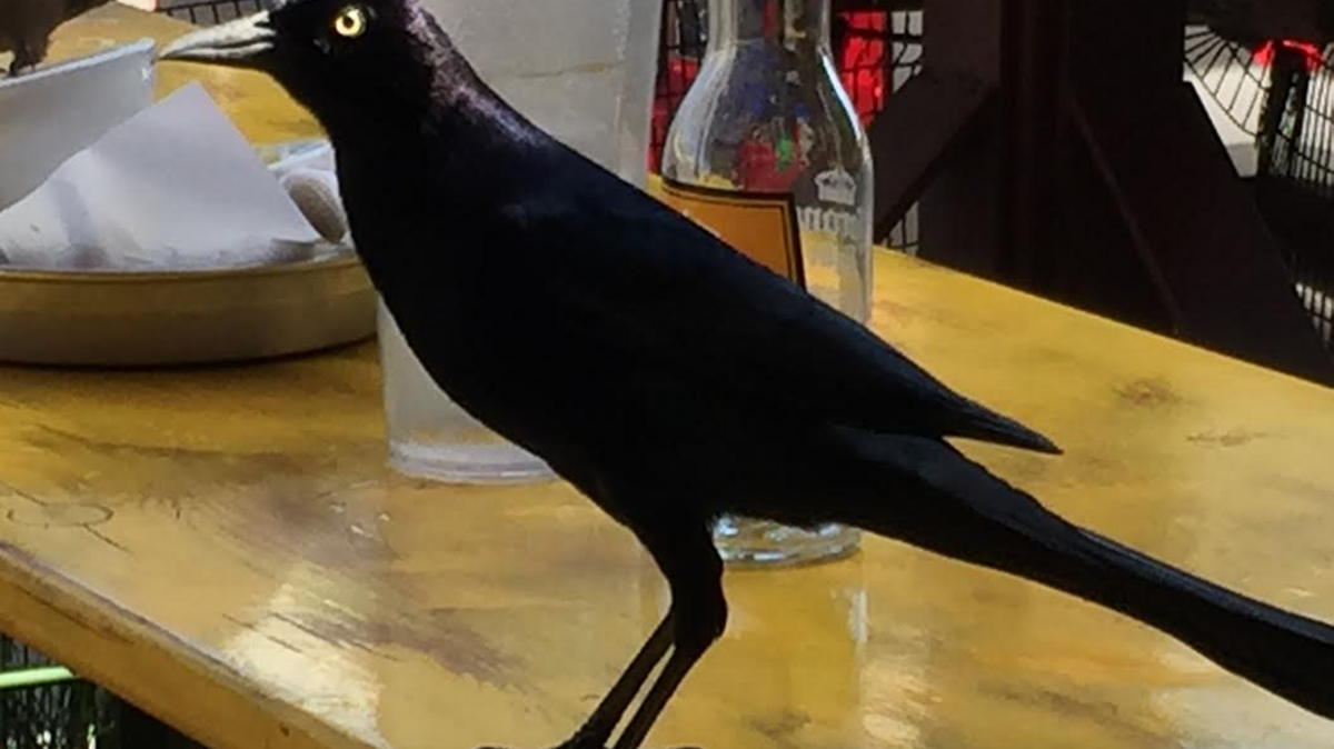 Boat-tailed Grackles are omnivorous and opportunistic, feeding on everything from small fish, turtles, snails, mussels, crabs, insects, and frogs to various seeds and fruits. They also like fast food.
