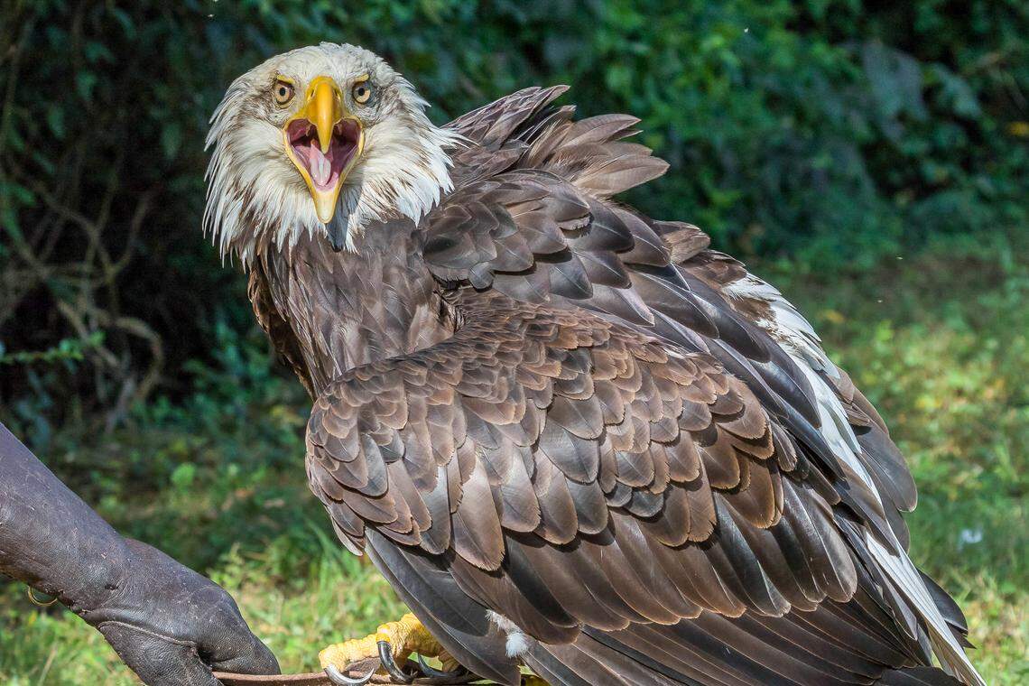 Lincoln, the beloved ambassador for the American Eagle foundation, will fly over Harbour Town this Fourth of July.