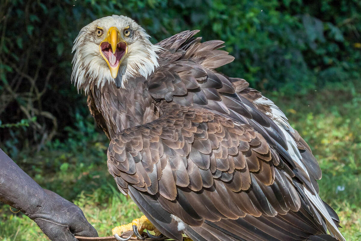 Lincoln, the beloved ambassador for the American Eagle foundation, will fly over Harbour Town this Fourth of July.