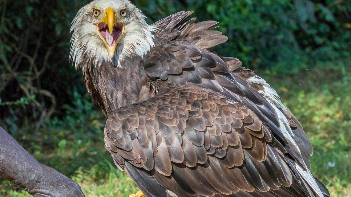 Lincoln, the beloved ambassador for the American Eagle foundation, will fly over Harbour Town this Fourth of July.