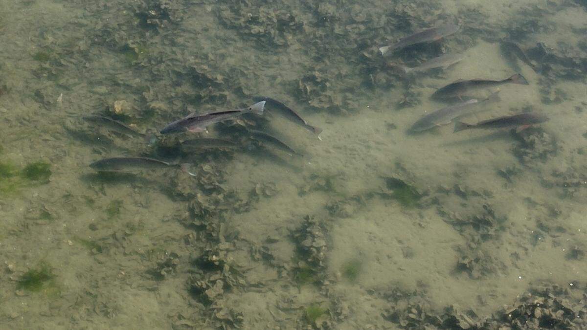 This screen grab from a drone video taken on Jan. 13, 2026, shows red drum — also known as redfish — swimming in the waters near Bluffton’s May River.