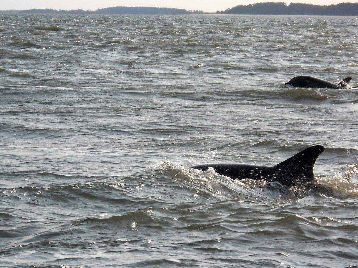 Connie Simon sent in this photo of dolphins near South Beach on Hilton Head Island.