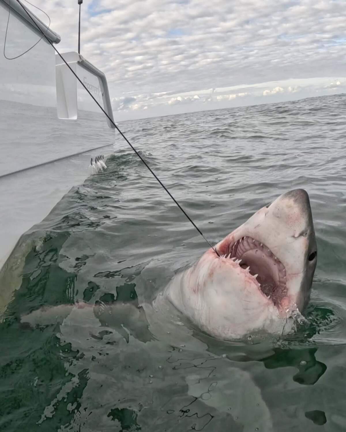 Chip Michalove, local charter captain with Outcast Sport Fishing and shark expert, named the shark Freeman after Freeman Boatworks, who built his new vessel.