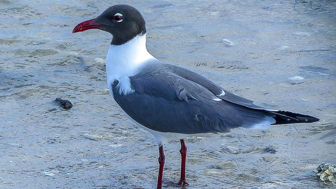Laughing Gulls are year-round Lowcountry residents. They gather at beaches, piers, and salt marshes.