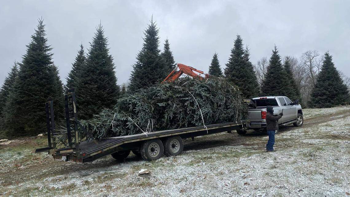 Hilton Head Island tree farm is open for the holiday season. Here’s what to know